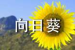 向日葵花作文