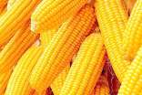 甜玉米粒的美味做法